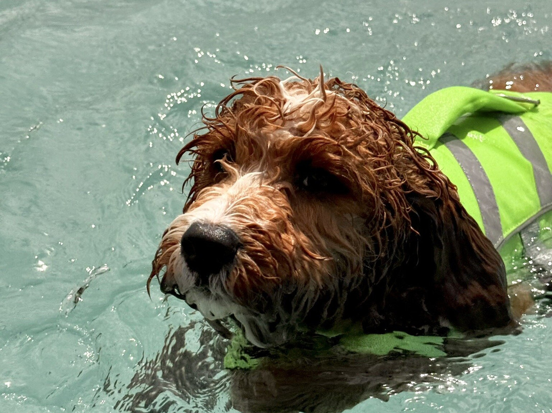 Swim Dog-纽奎必去景点