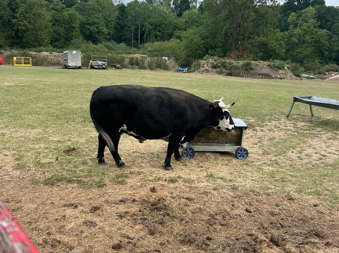 4 Kingdoms Adventure Park-纽伯里必去景点