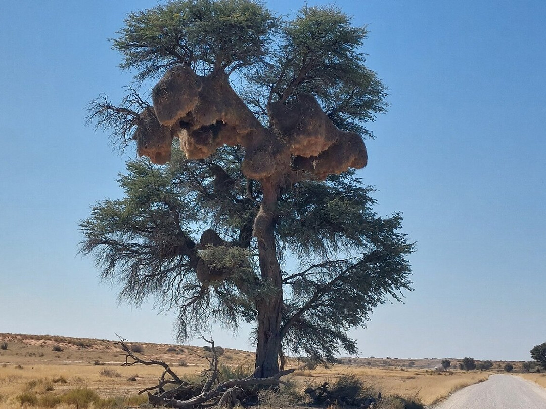 Kalahari Safaris - Desert Explorers-阿平顿必去景点