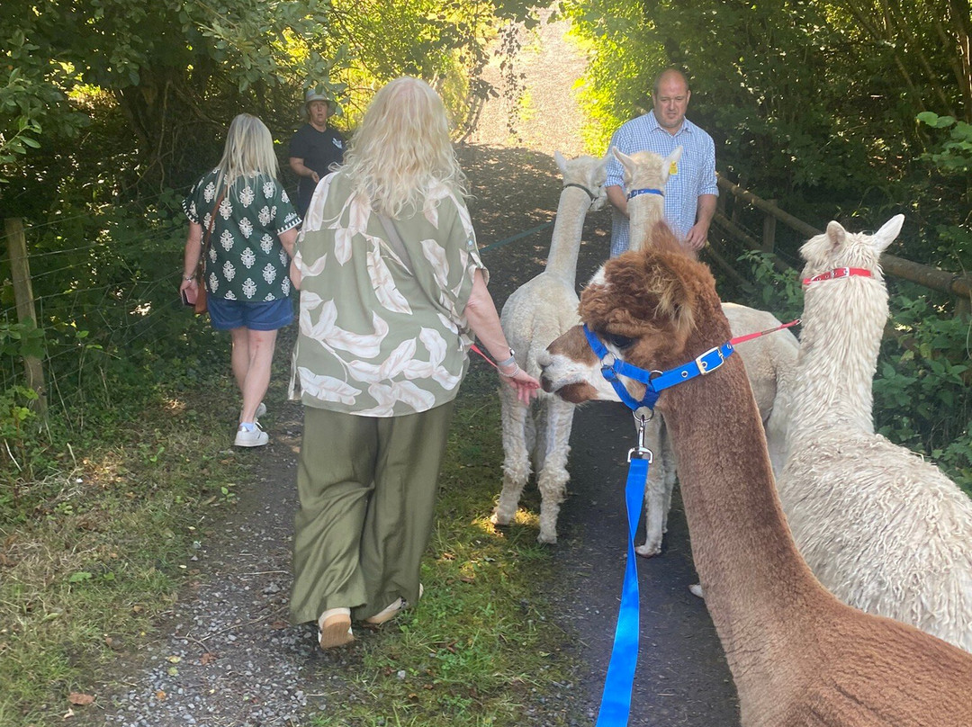 Popham Farm Alpaca Trekking-索尔塔什必去景点