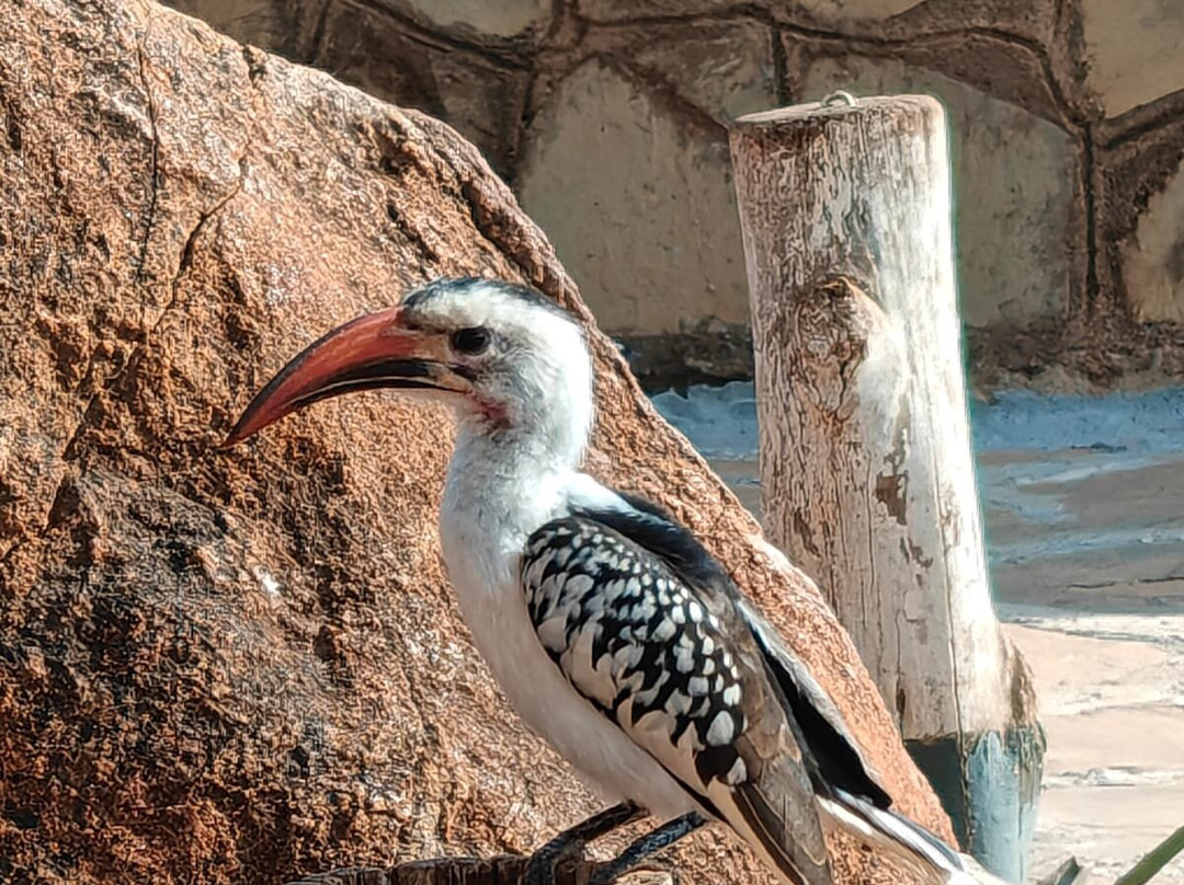 KingTomondo Safaris Kenya-蒙巴萨必去景点