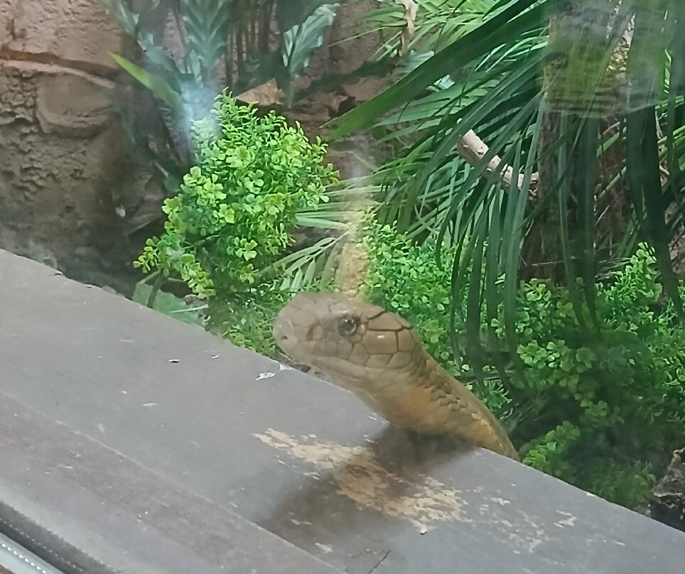 The National Reptile Zoo-基尔肯尼必去景点