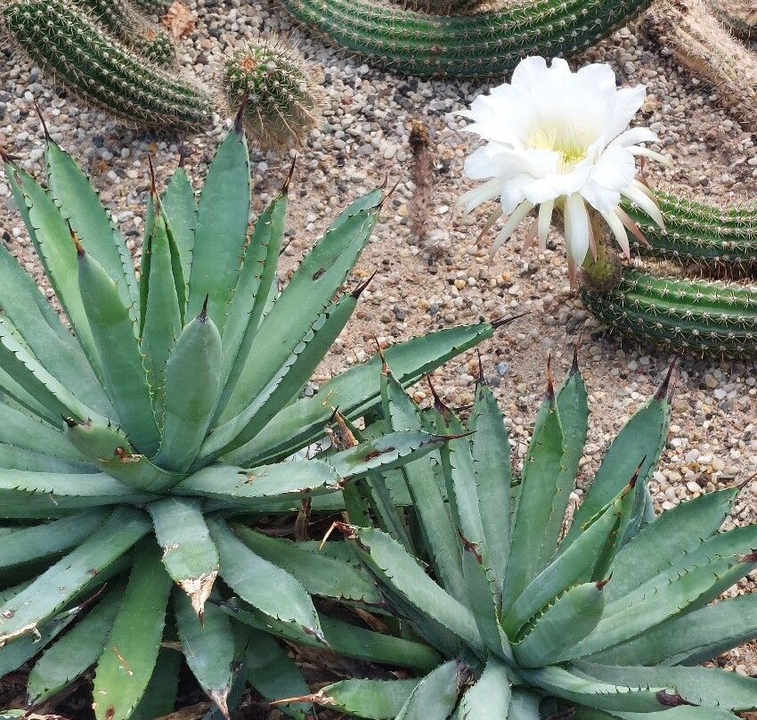 Oranjerie De Groene Parel Den Helder-登海尔德必去景点