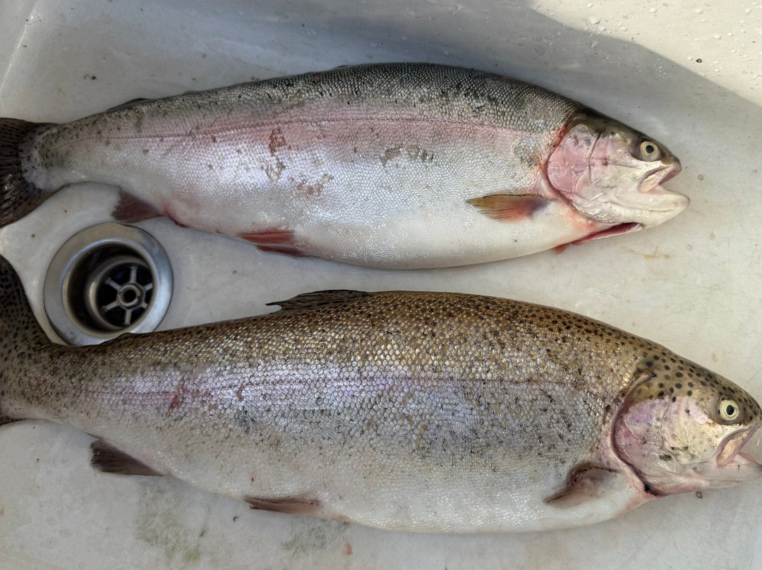 Manningford Trout Fishery-Pewsey必去景点