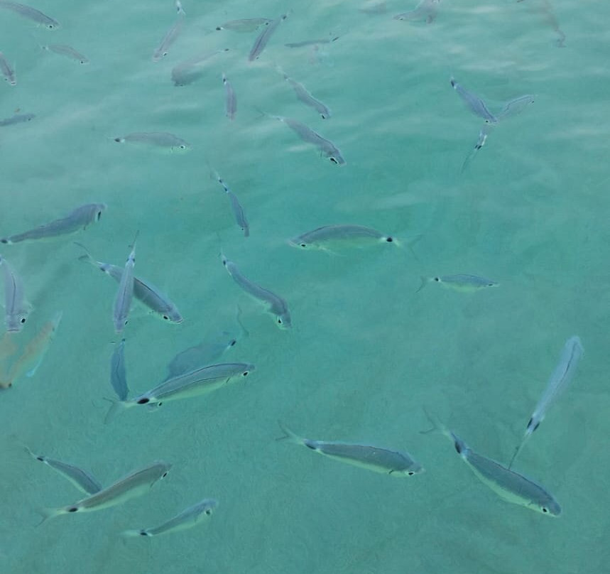 Noleggio Nautico Shark Bay-Parghelia必去景点
