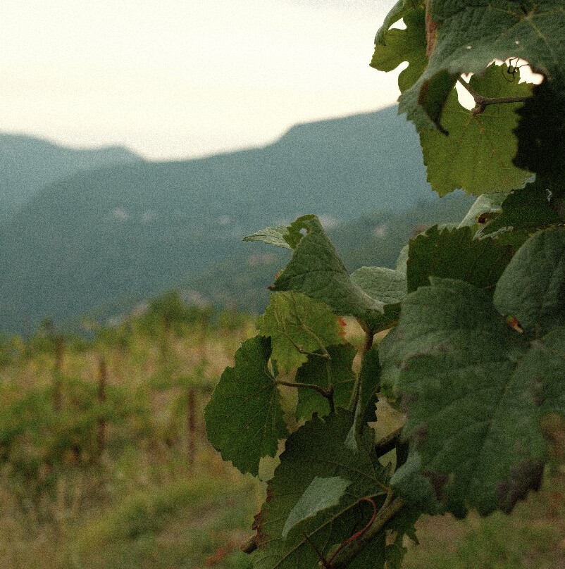 Casale alle Piane-Levigliani必去景点