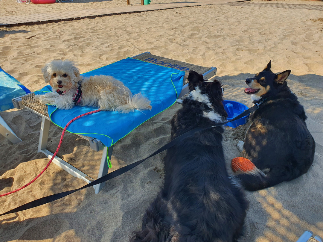 Bagno Tamerici Dog-罗索利纳必去景点