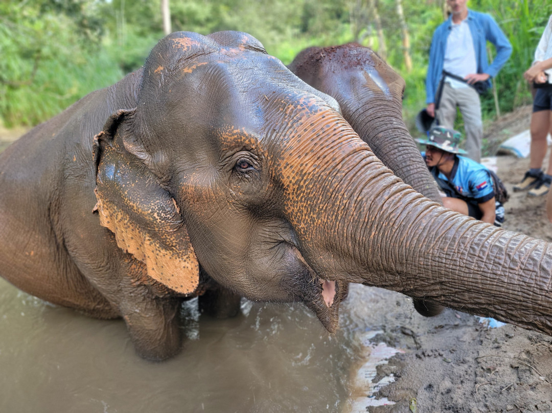 Elephant Sanctuary Care Park-清迈必去景点