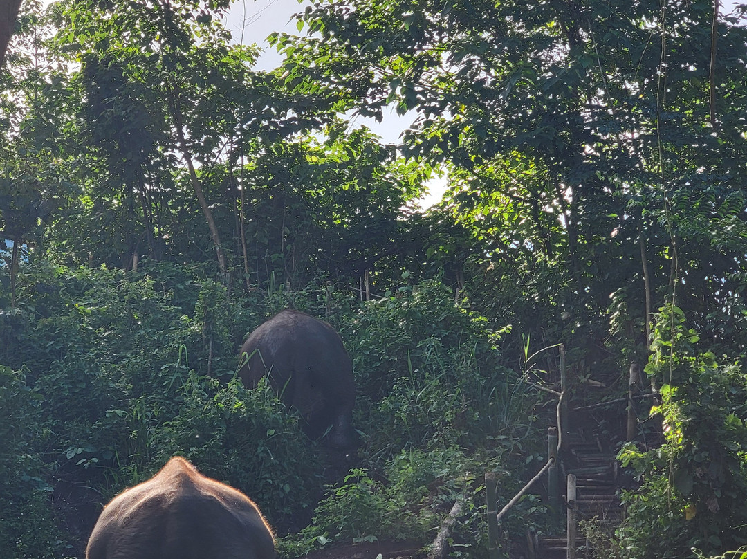 Elephant Sanctuary Care Park-清迈必去景点