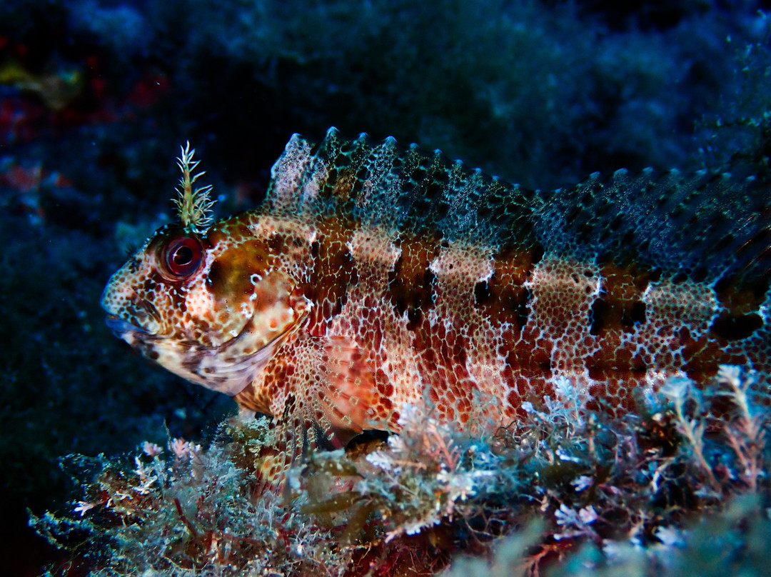 Centre d'Immersio Cap de Creus-Llanca必去景点