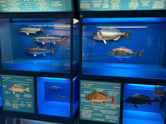 Museo di Biologia Marina Pietro Parenzan-切萨雷奥港必去景点