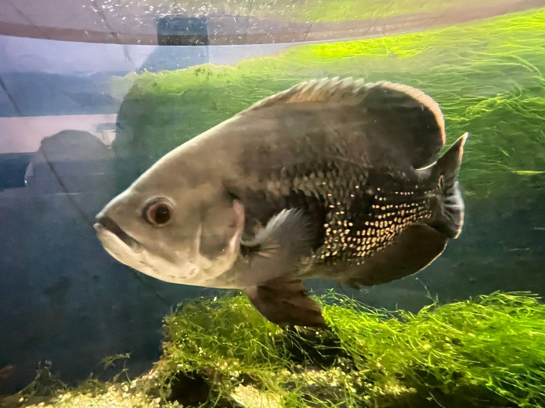 Cercle Aquariophile Du Calaisis-加莱必去景点