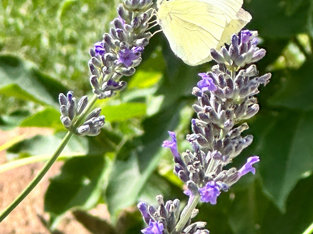 Vitalpinum-Assling必去景点