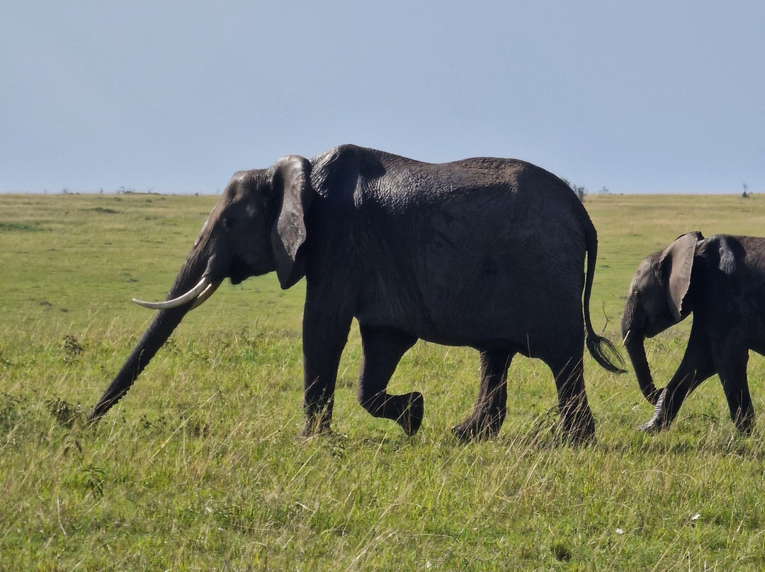 Leopard Orchid Safaris-内罗毕必去景点