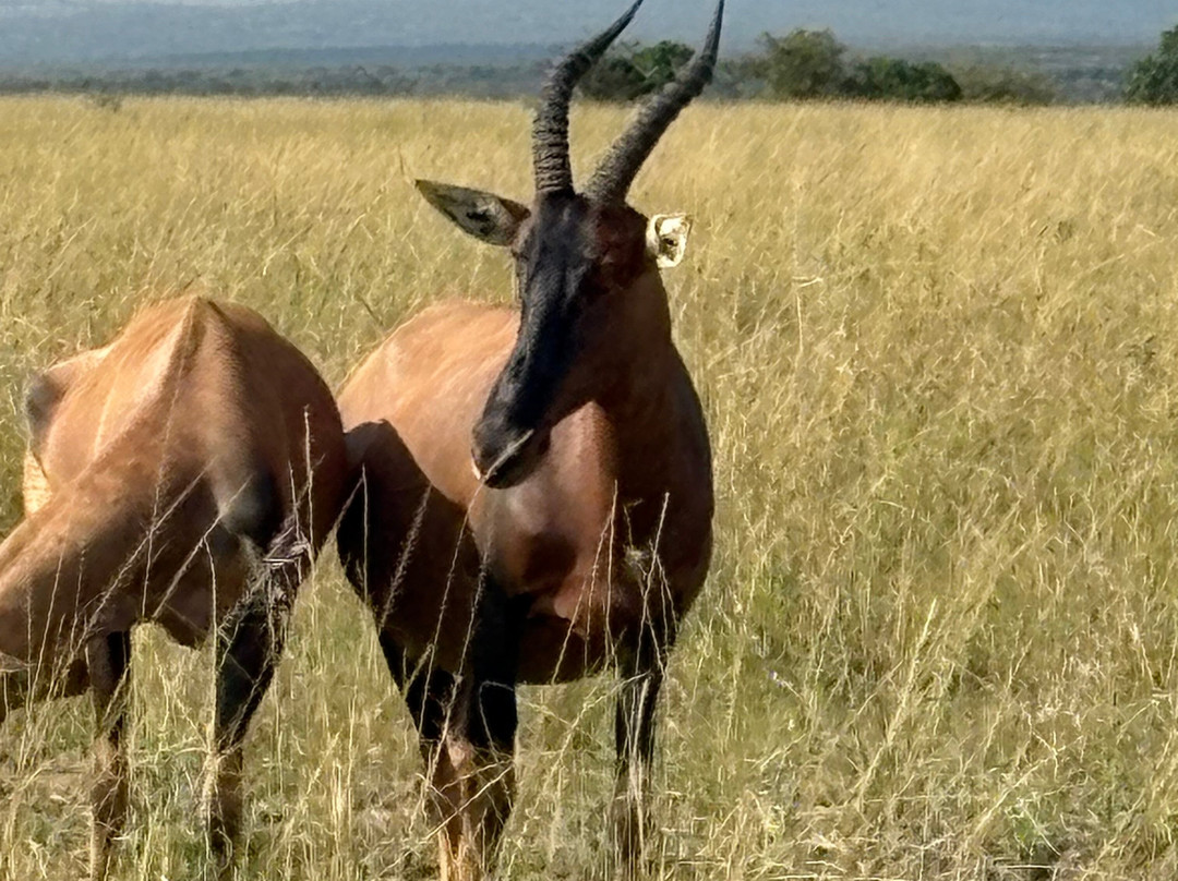 Safari Monks-Bandhavgarh National Park必去景点