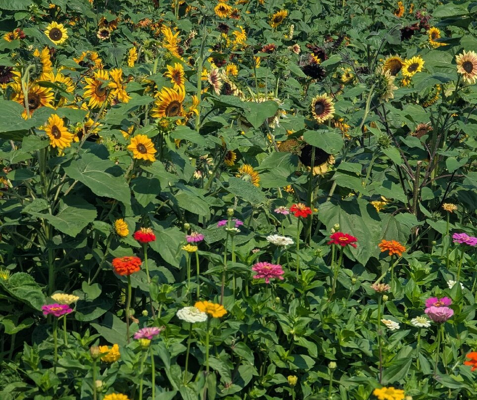 Bob's Corn and Pumpkin Farm-Snohomish必去景点
