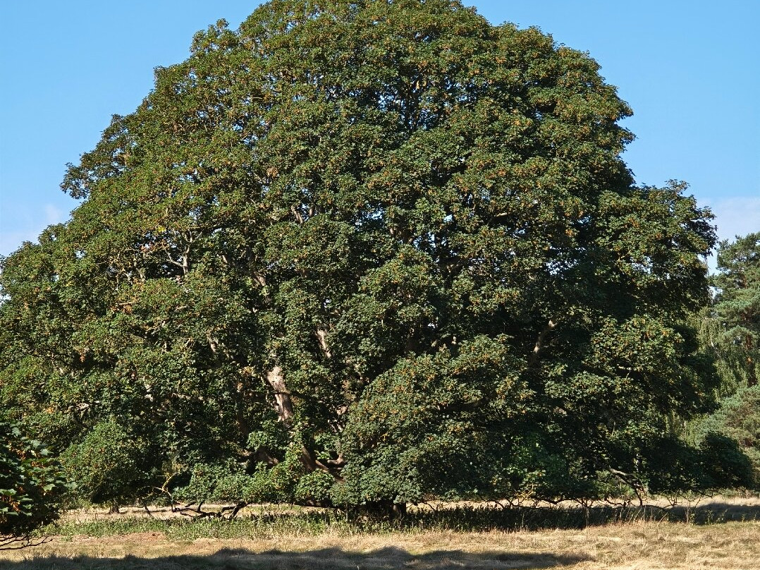 RSPB The Lodge Nature Reserve-Sandy必去景点