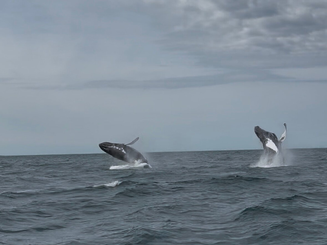 Freeport Whale & Seabird Tours-Freeport必去景点