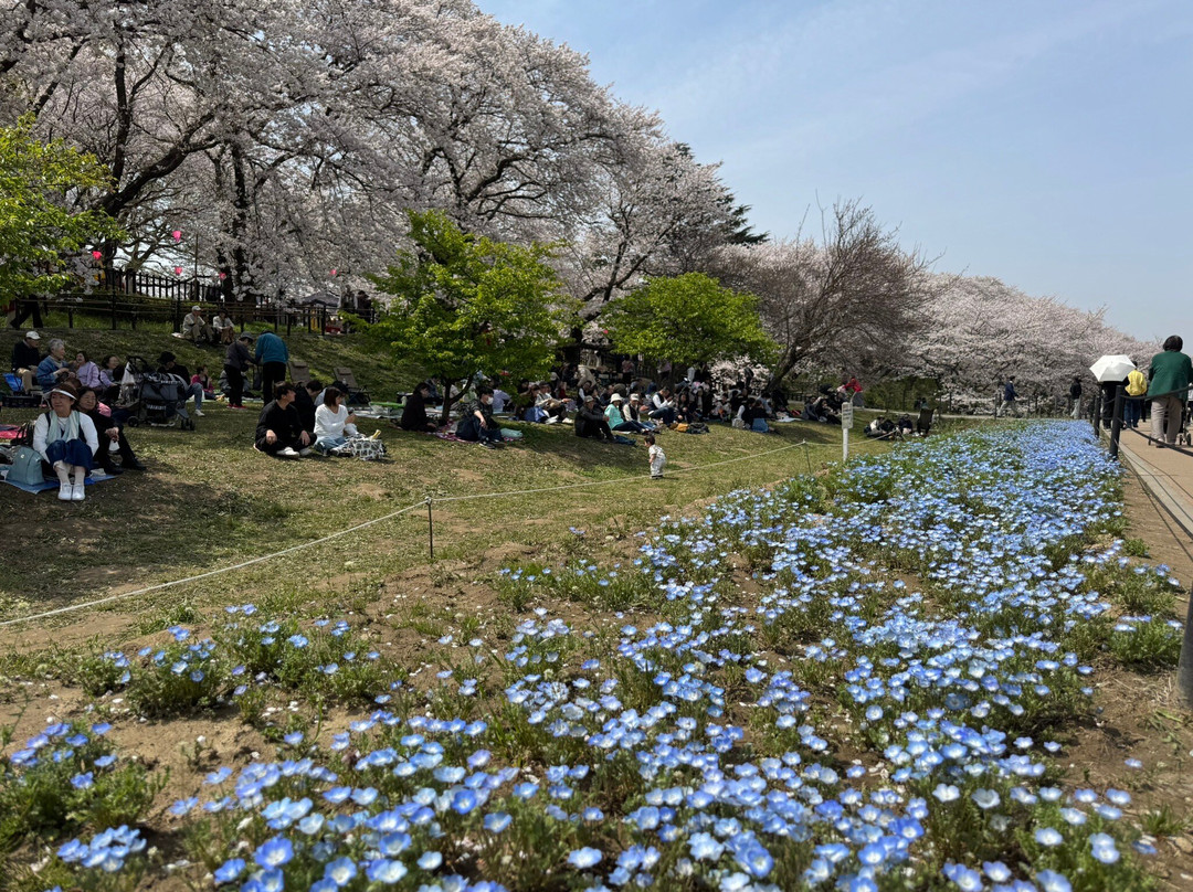 Gongendo Sakura Tsutsumi-幸手市必去景点