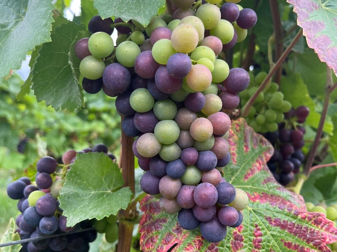 Greyfriars Vineyard-Puttenham必去景点