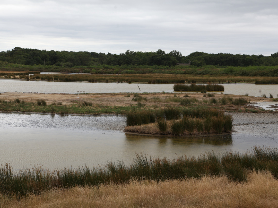 Réserve Ornithologique Du Teich-Le Teich必去景点