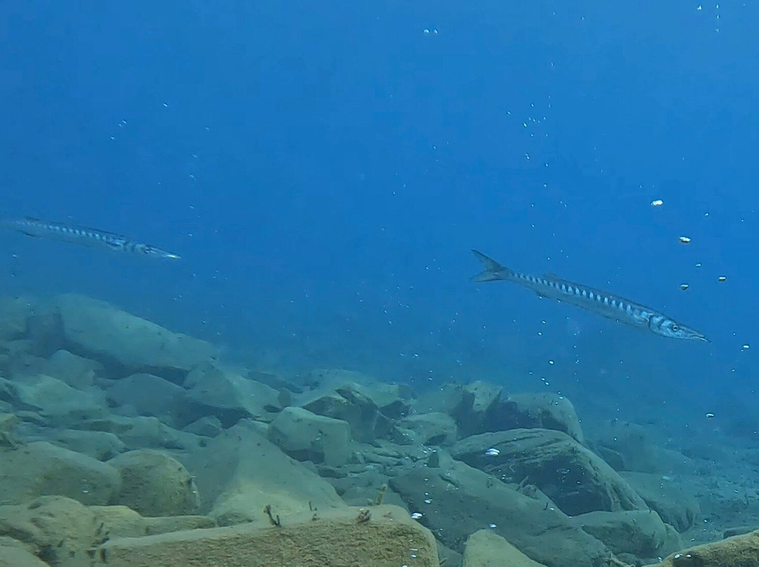 Arian Diving Centre-卡达米那必去景点