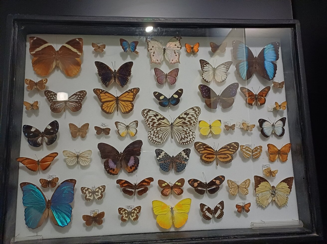 National Museum of Natural History-姆迪纳必去景点