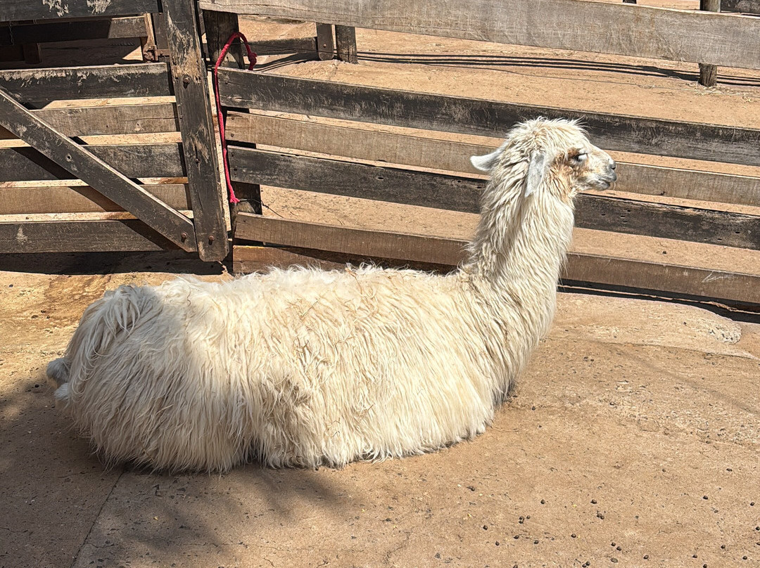 Fazendinha Zoomix-Franca必去景点