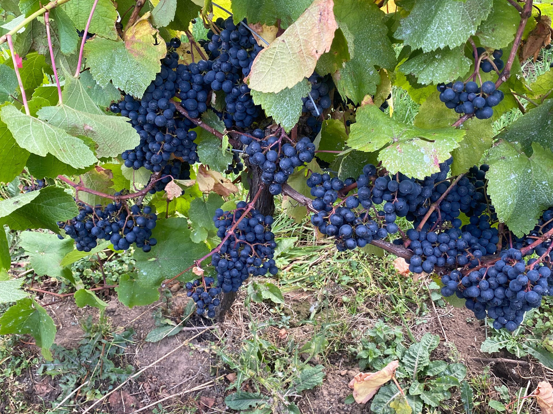 Ryedale Vineyards主图