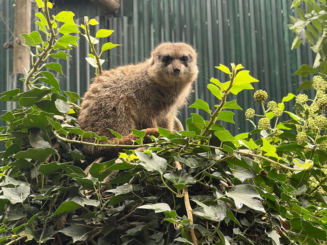 Uilen- en Dierenpark De Paay-Beesd必去景点