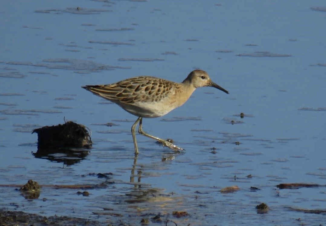 Blacktoft Sands-古尔必去景点