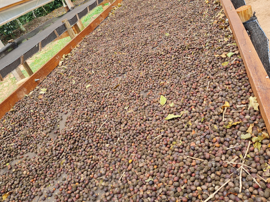 Fazenda Camocim-多明戈斯-马丁斯必去景点