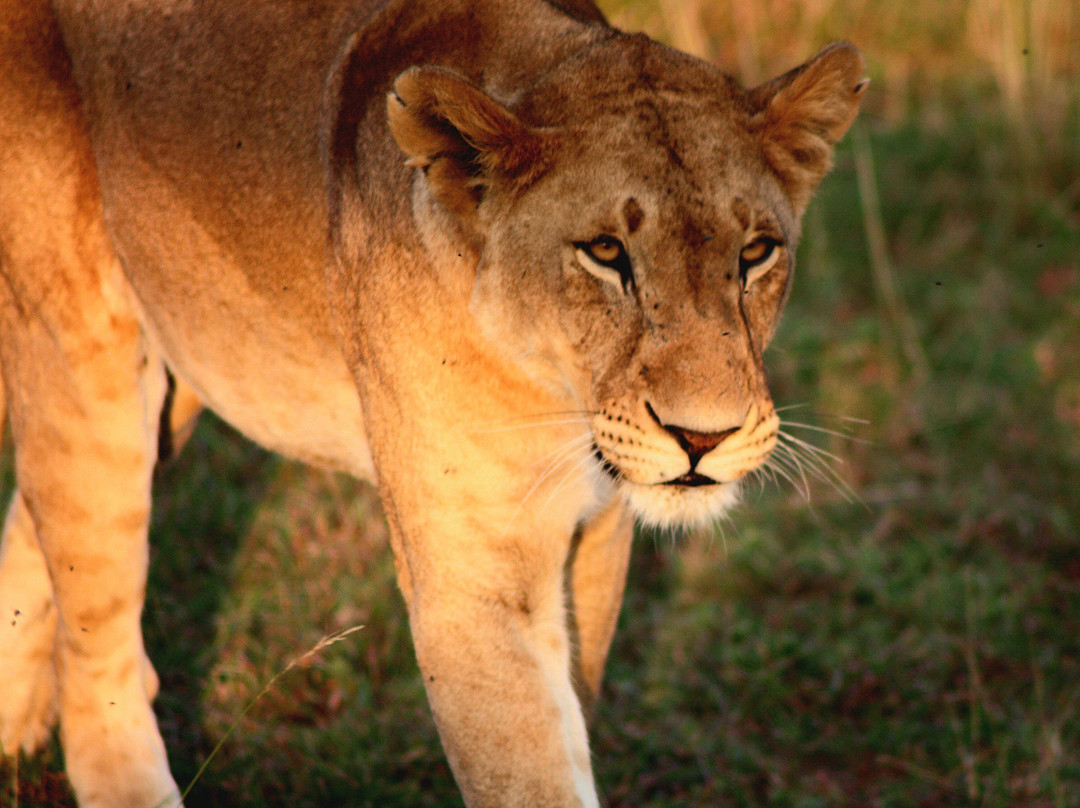 AFRICAN DIURNAL SAFARIS & TOURS-姆万扎必去景点