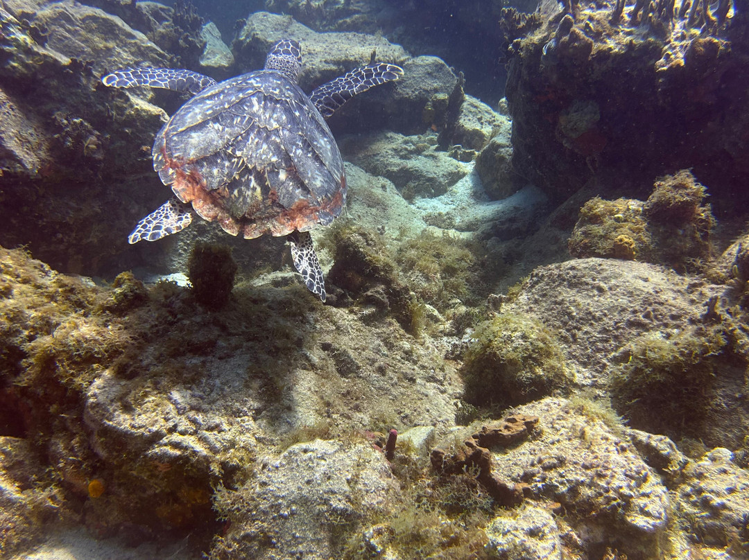 Aqua Marine Dive Center-圣 托马斯必去景点