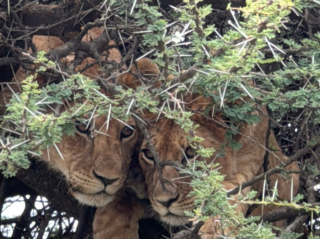 Augustine's Adventure Africa-阿鲁沙必去景点