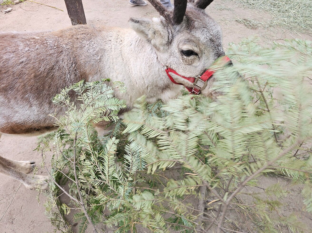 Leavenworth Reindeer Farm-莱文沃思必去景点
