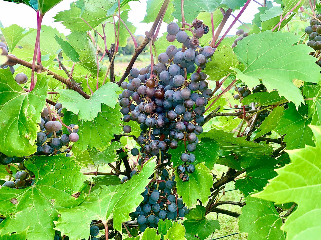 Grape Mill Vineyard and Winery-East Grand Forks必去景点