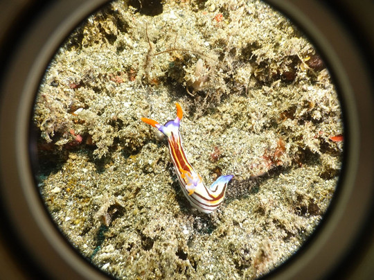 Alpha Dive Team - Bali Chapter-登巴萨必去景点