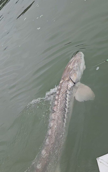 Bluewater Rockies Sportfish Guiding Co.-奇利瓦克必去景点