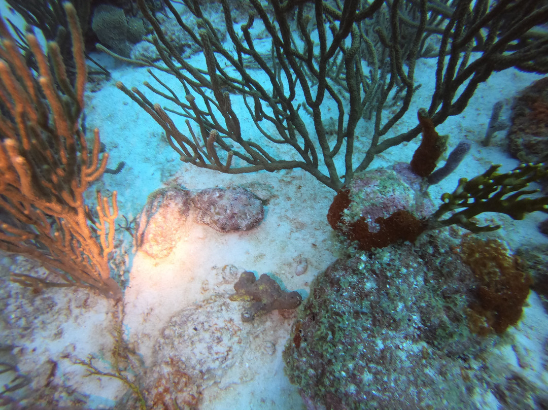 JADS Dive Center-San Nicolas必去景点