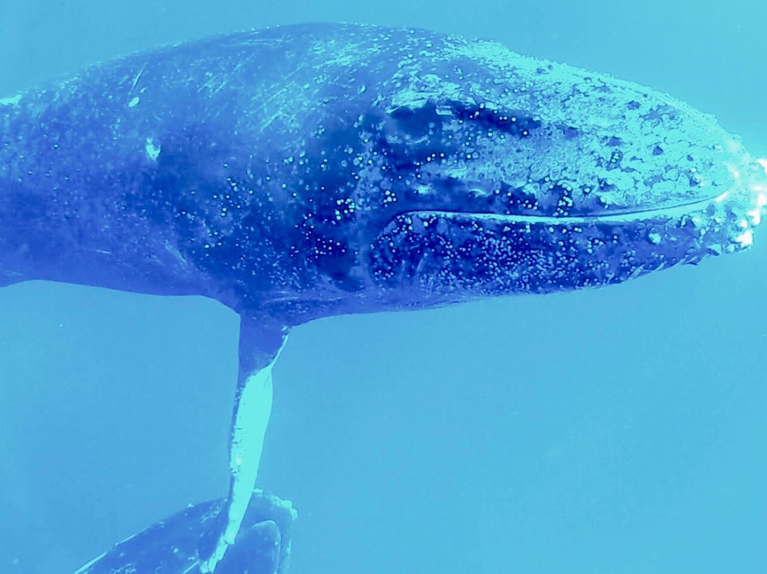 Kiko's Swim with Whales Tours-'Eua Island必去景点