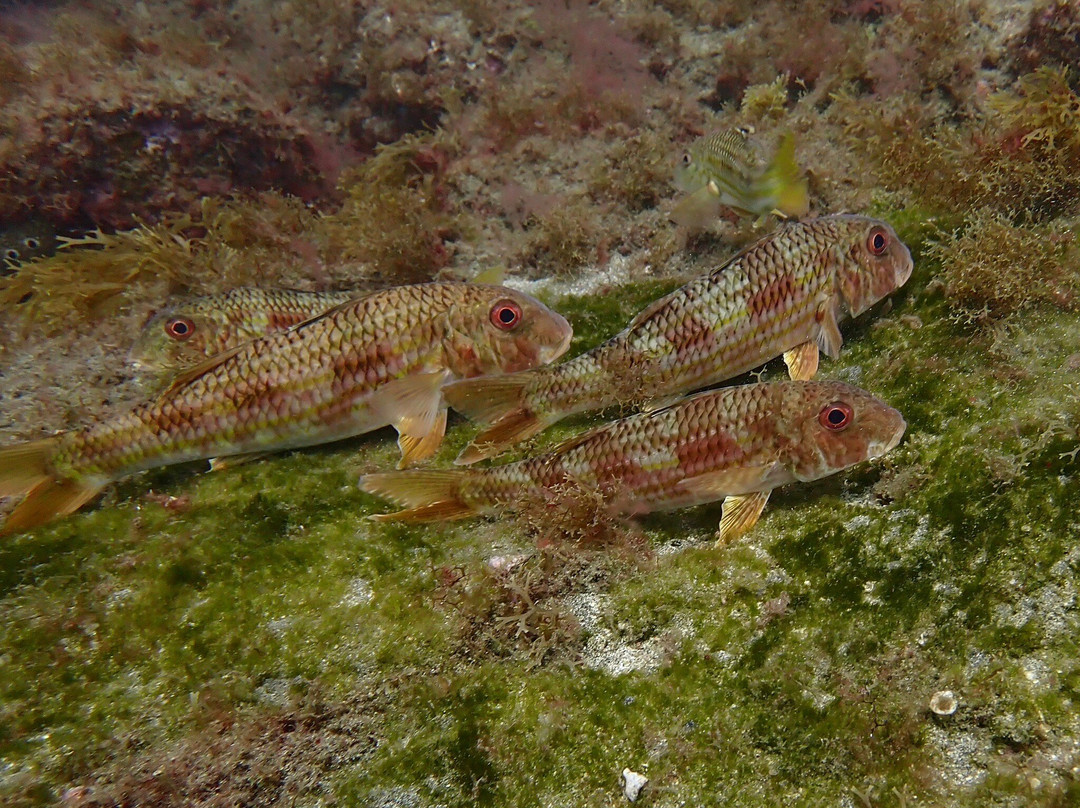 Centro de Buceo Margullar Diving-大加那利岛拉斯帕尔马斯必去景点