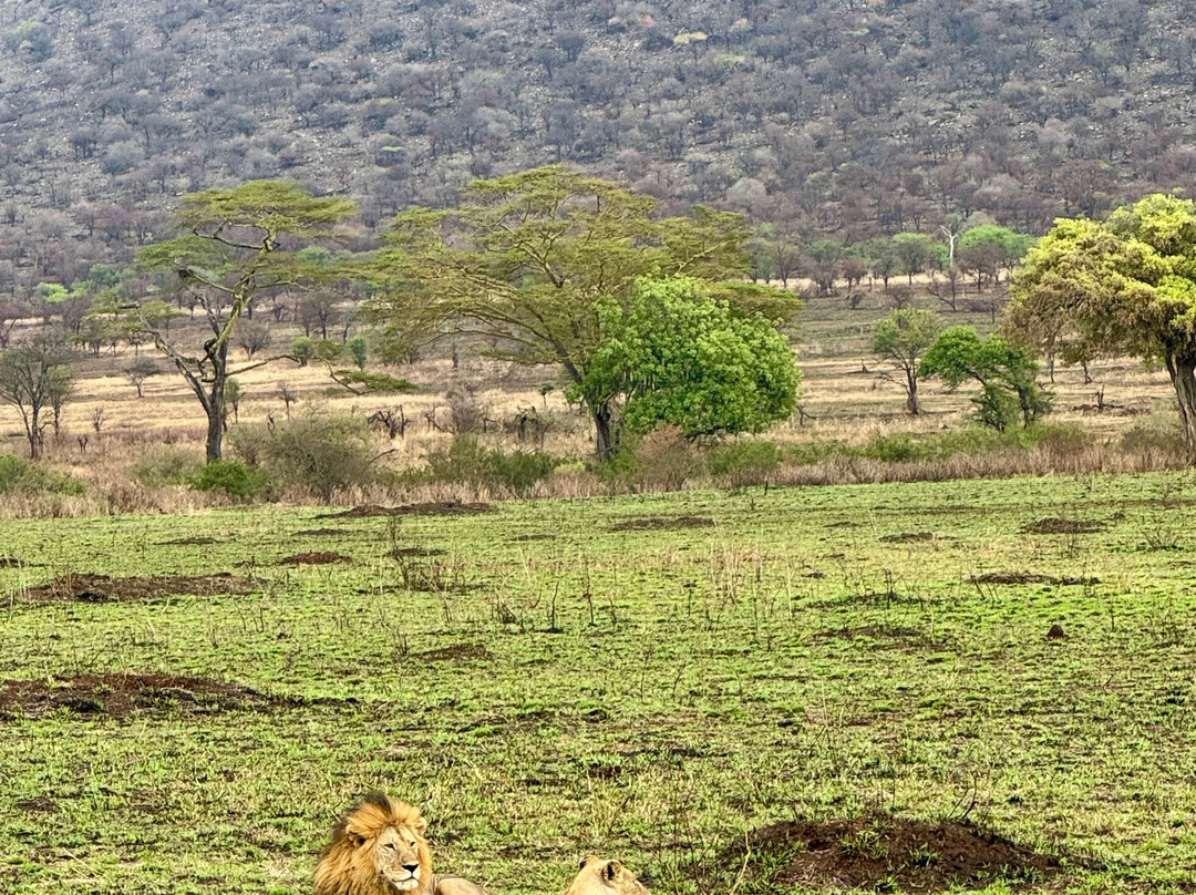 Afromasai Eastern Safaris-阿鲁沙必去景点