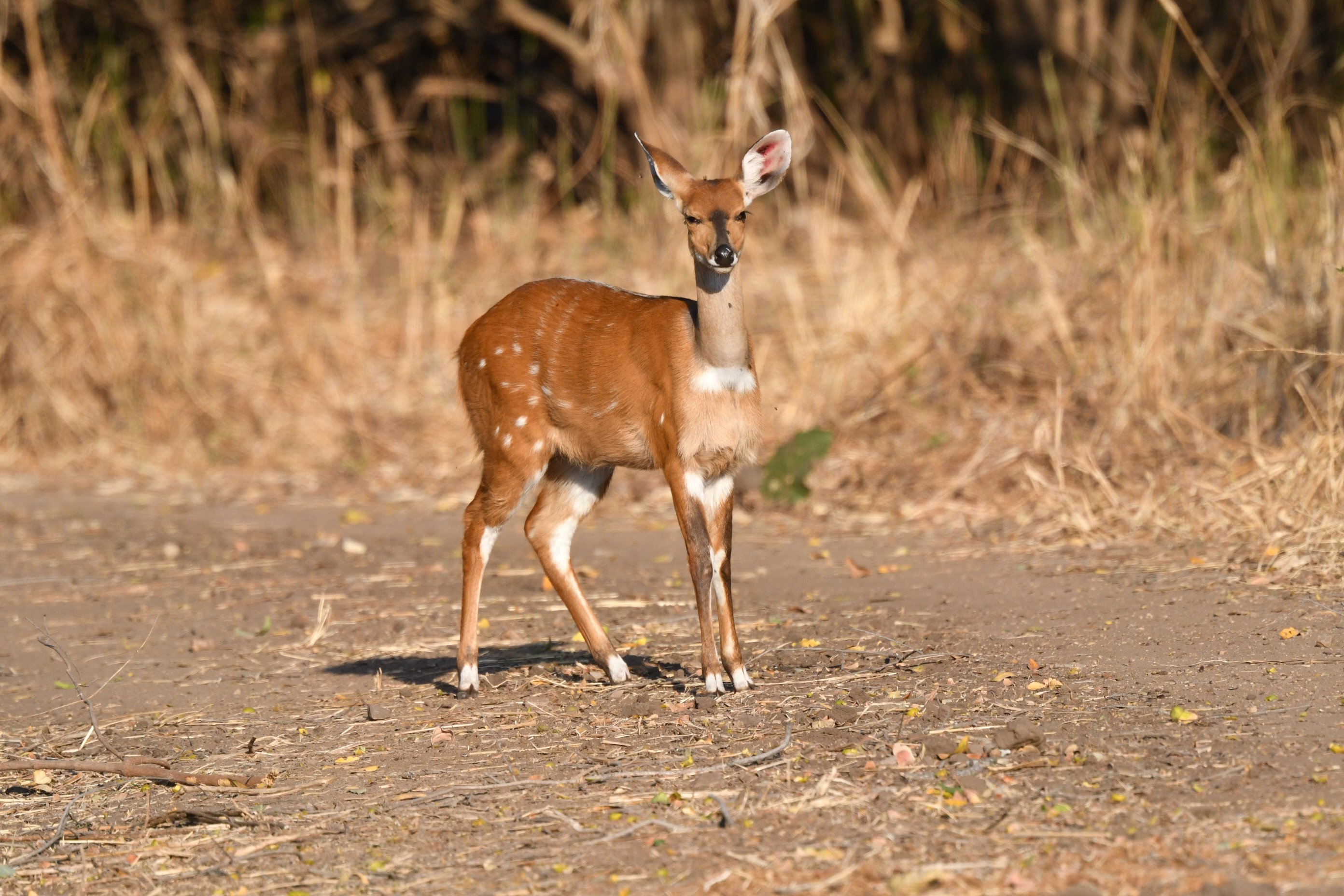Mdonya Old River Camp-家庭/游戏区