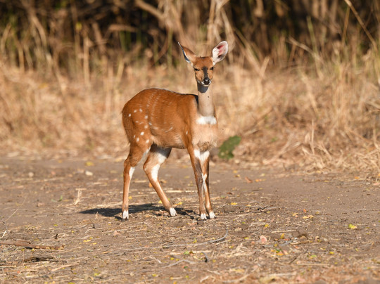 Mdonya Old River Camp主图