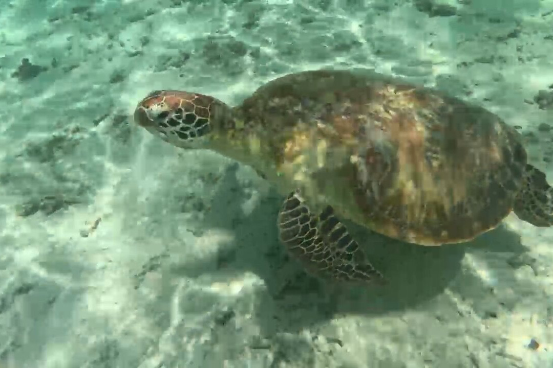 Dream Dolphin-黑河必去景点