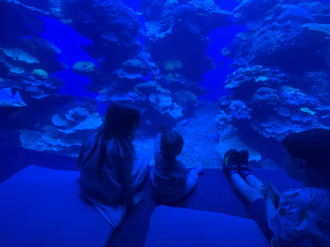 巴尔马水族馆-马洛卡帕尔马必去景点