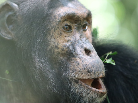 Gorilla Link Tours-坎帕拉必去景点