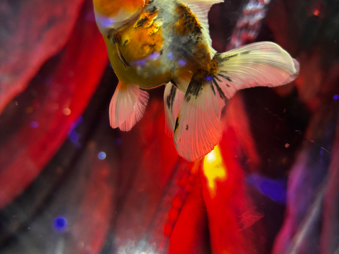 Uws Aquarium Ga Kyo-Daiba必去景点