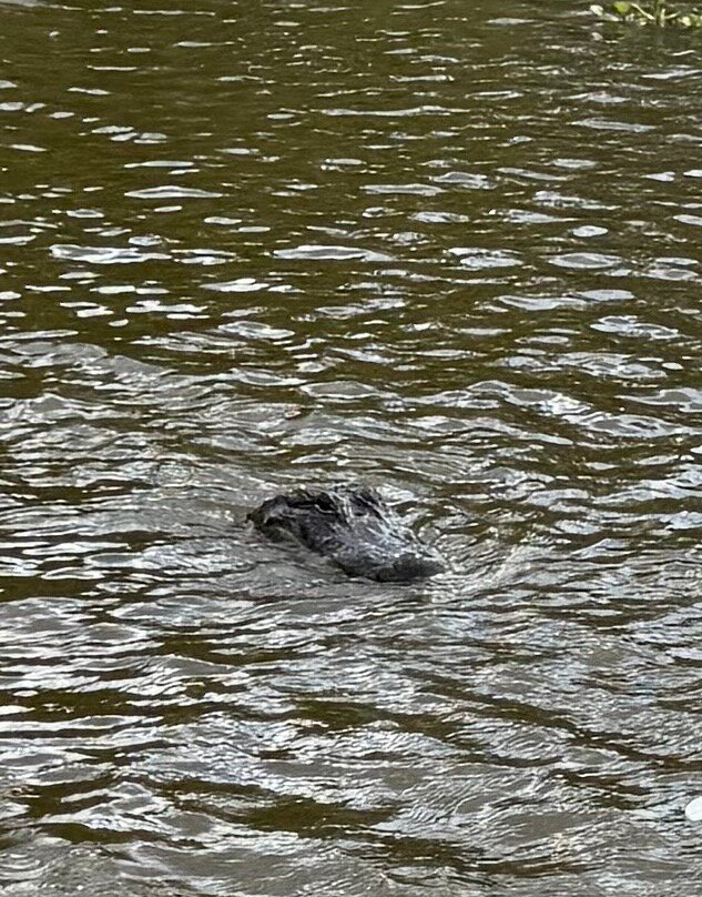 Louisiana Swamp Tours-布里奥克斯桥必去景点